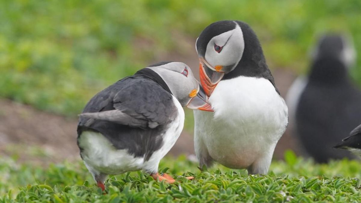 National Trust Deploys Puffin Cameras to Monitor Farne Islands Recovery