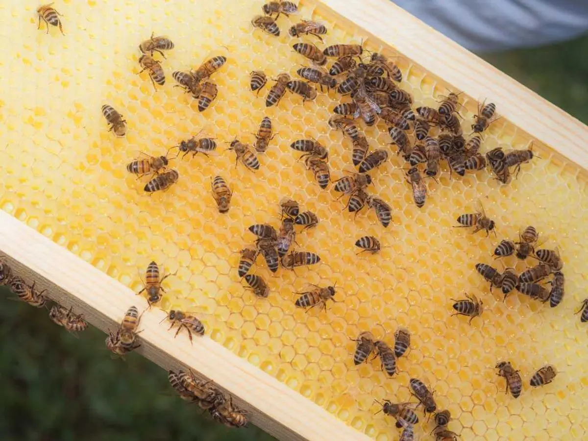 Global Initiatives Target Pollinator Conservation on World Bee Day