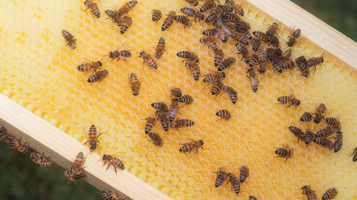 Global Initiatives Target Pollinator Conservation on World Bee Day